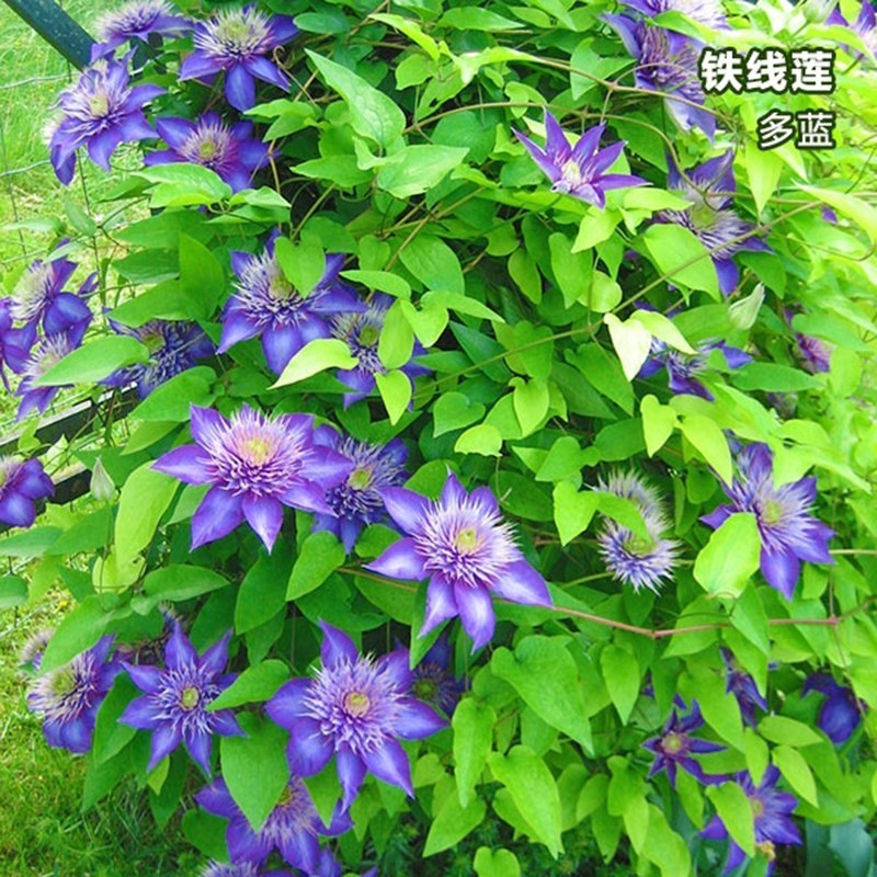 铁线莲《爬藤速生生长速度快》成活率高耐寒！爬藤快