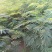 蓝花楹珍贵品种苗木庭院栽种几棵漂亮极了成活率高耐寒