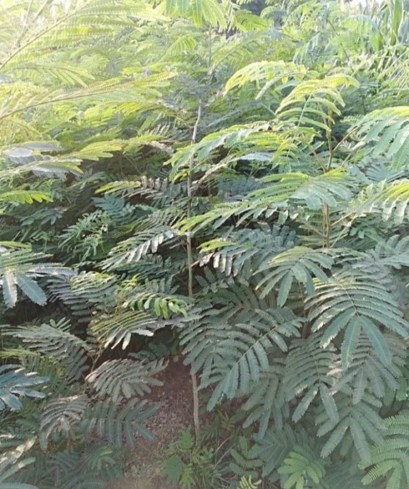 蓝花楹珍贵品种苗木庭院栽种几棵漂亮极了成活率高耐寒