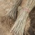 蓝花楹珍贵品种苗木庭院栽种几棵漂亮极了成活率高耐寒