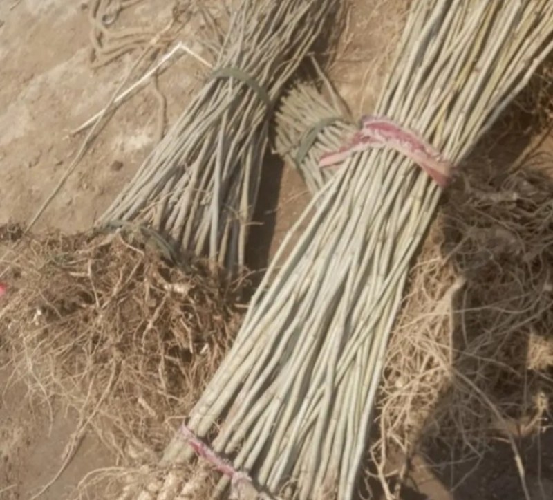 蓝花楹珍贵品种苗木庭院栽种几棵漂亮极了成活率高耐寒