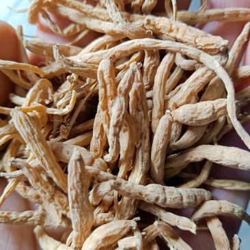 产地直供中统太子参新货个头饱满颜色白黄干度好