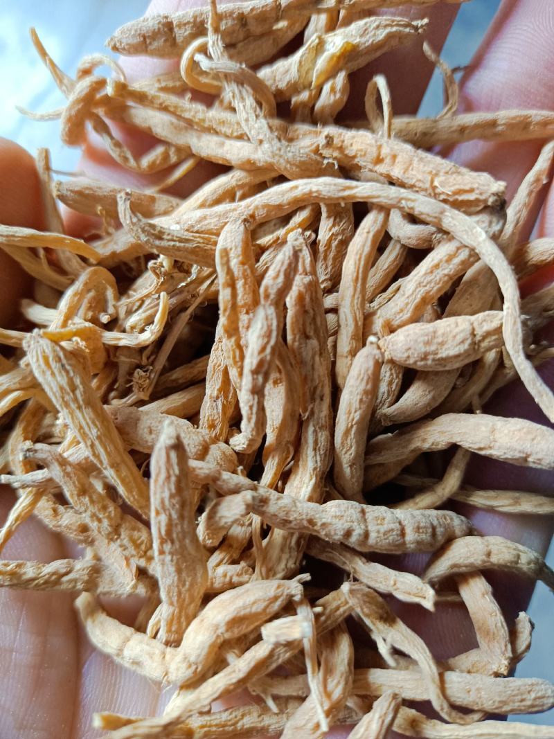 产地直供中统太子参新货个头饱满颜色白黄干度好