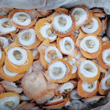 粉丝扇贝龙虾尾蓝口贝.....