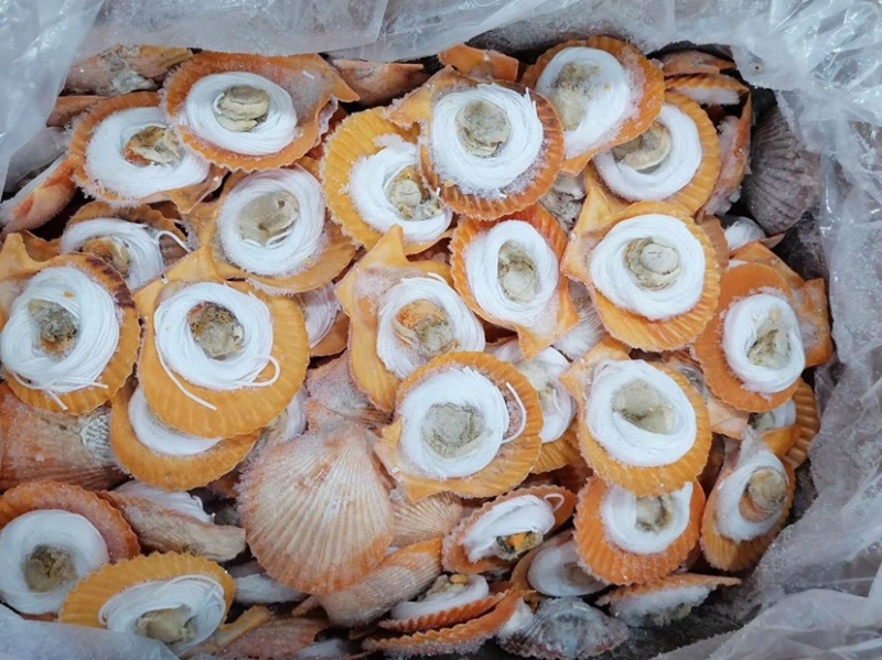 粉丝扇贝龙虾尾蓝口贝.....