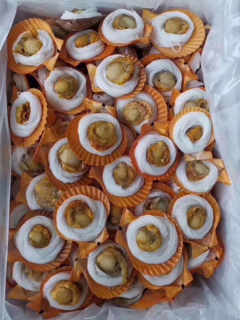 粉丝扇贝龙虾尾蓝口贝.....