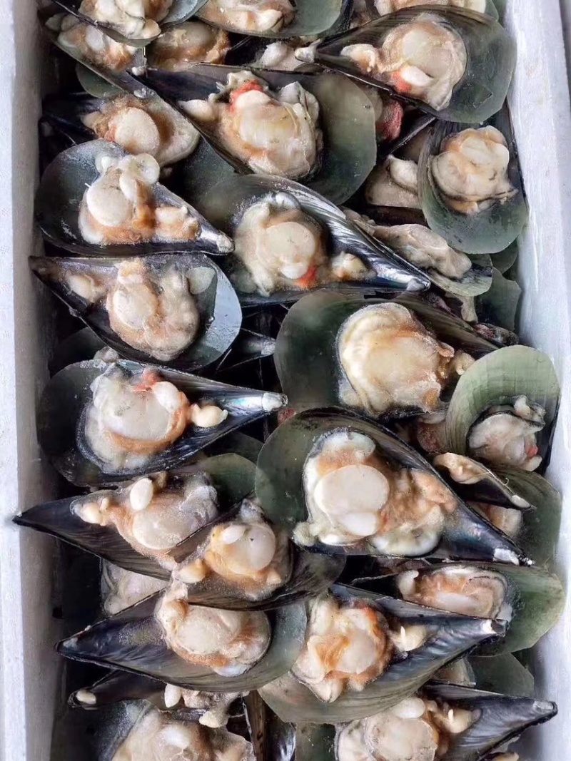 粉丝扇贝龙虾尾蓝口贝.....