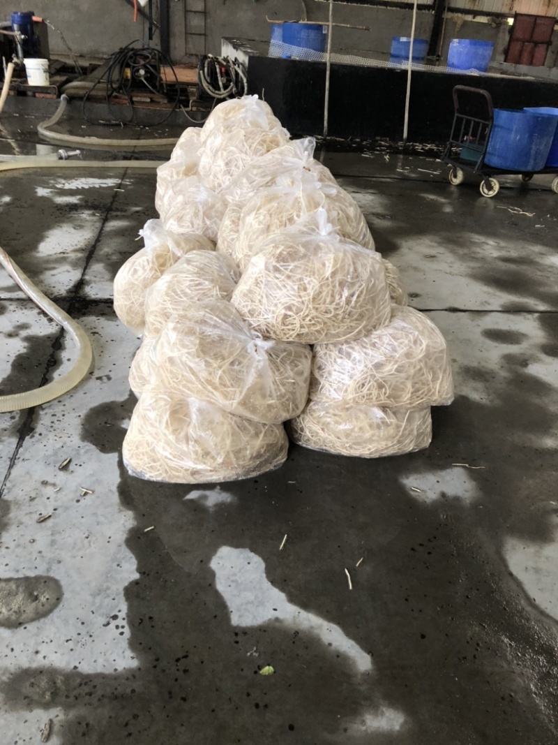 四川高山鱼腥草产地直发货源充足质量🈶️保障支持电商代发