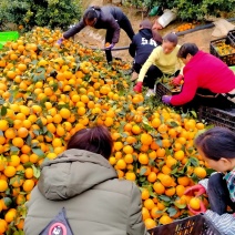 沃柑，大量电商货价格低口感甜