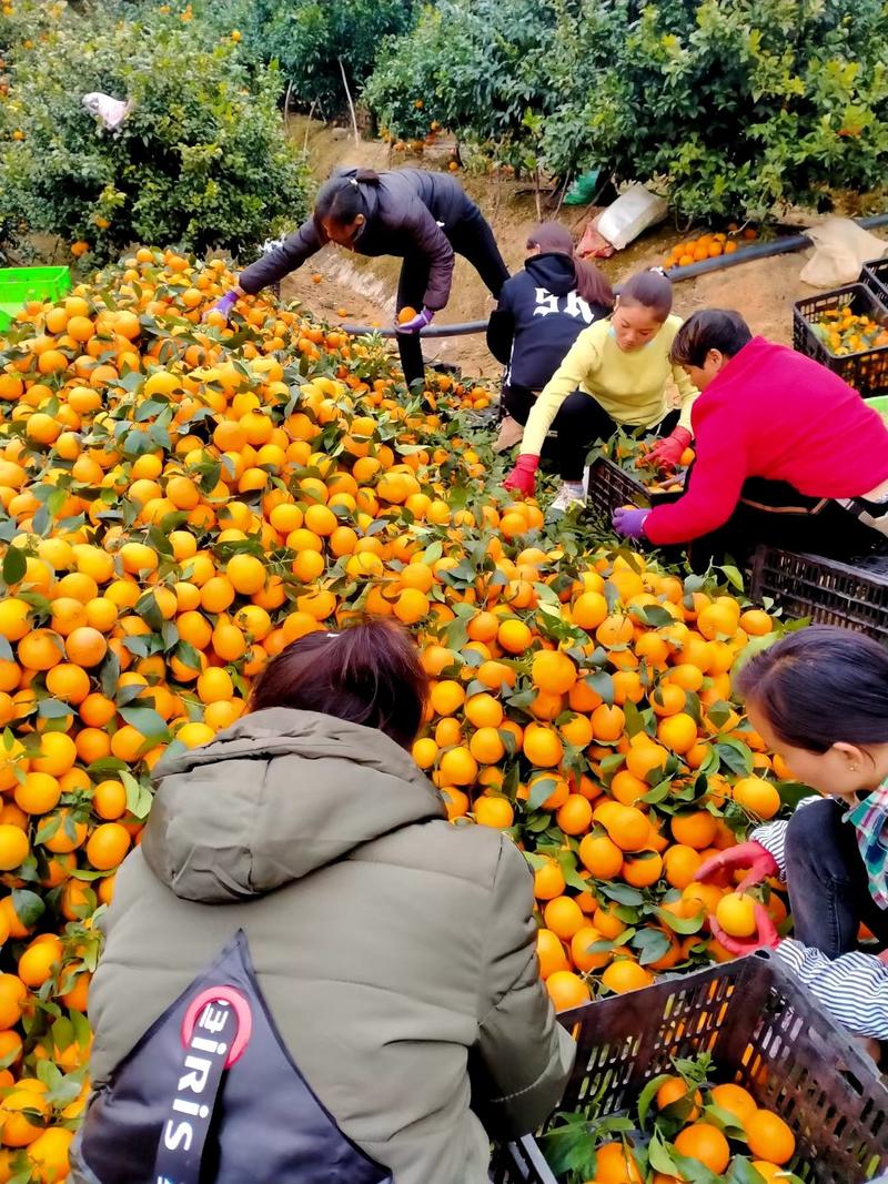 沃柑，大量电商货价格低口感甜