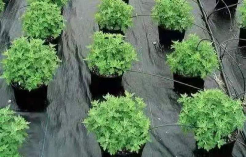 抗老化抗暴晒除草布耐用时间长草莓园田园果园耐用