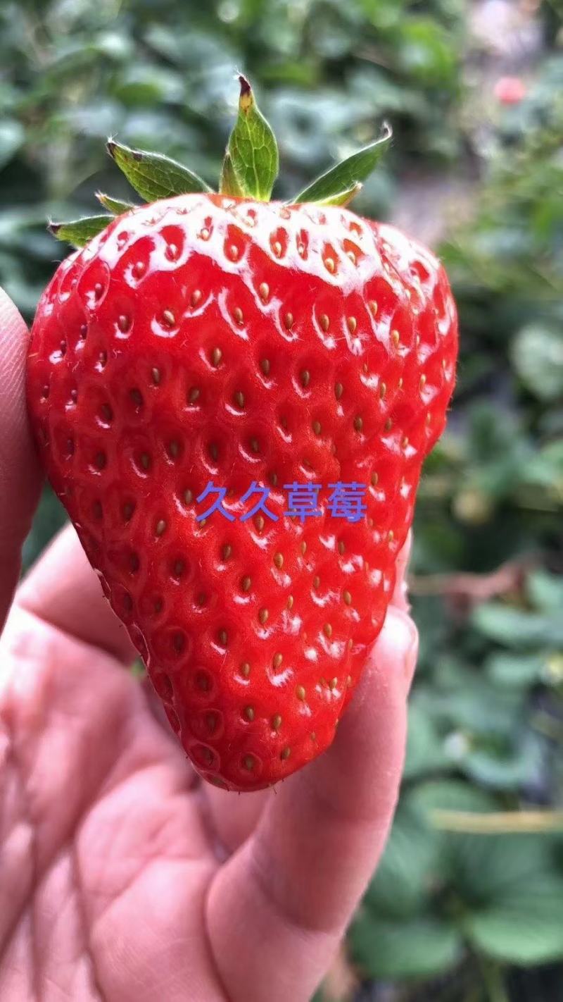 九九，十九，杠三，奶油草莓