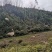 矮陂岭出租，300亩，位于高州石板镇，120元一亩