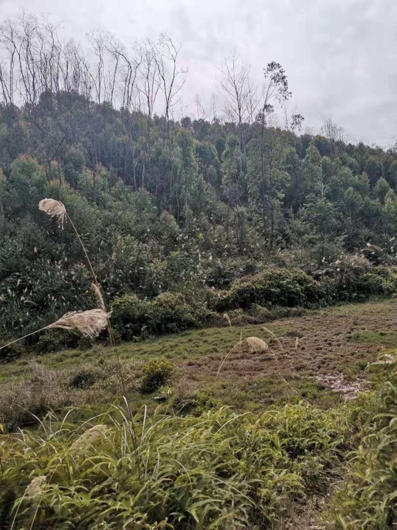 矮陂岭出租，300亩，位于高州石板镇，120元一亩