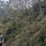 矮陂岭出租，300亩，位于高州石板镇，120元一亩