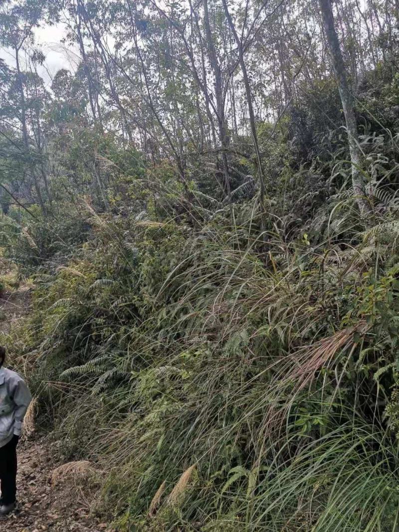 矮陂岭出租，300亩，位于高州石板镇，120元一亩