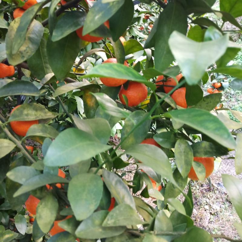 广西罗城县砂糖橘大量上市