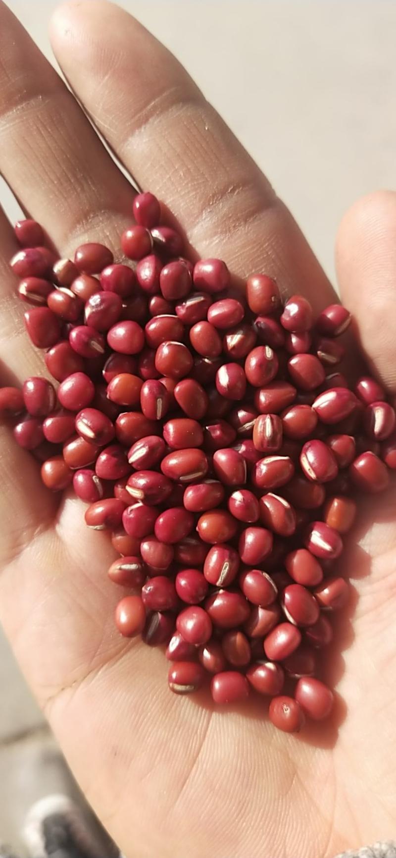 红小豆红豆小红豆珍珠粒珍珠红红小豆50斤装。