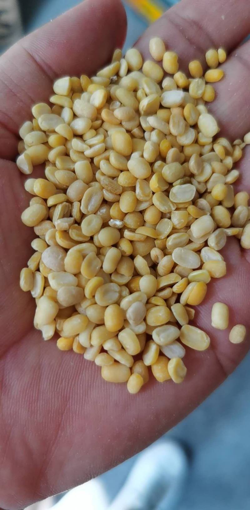 脱皮绿豆去皮绿豆脱皮绿豆瓣脱皮绿豆仁50斤装。