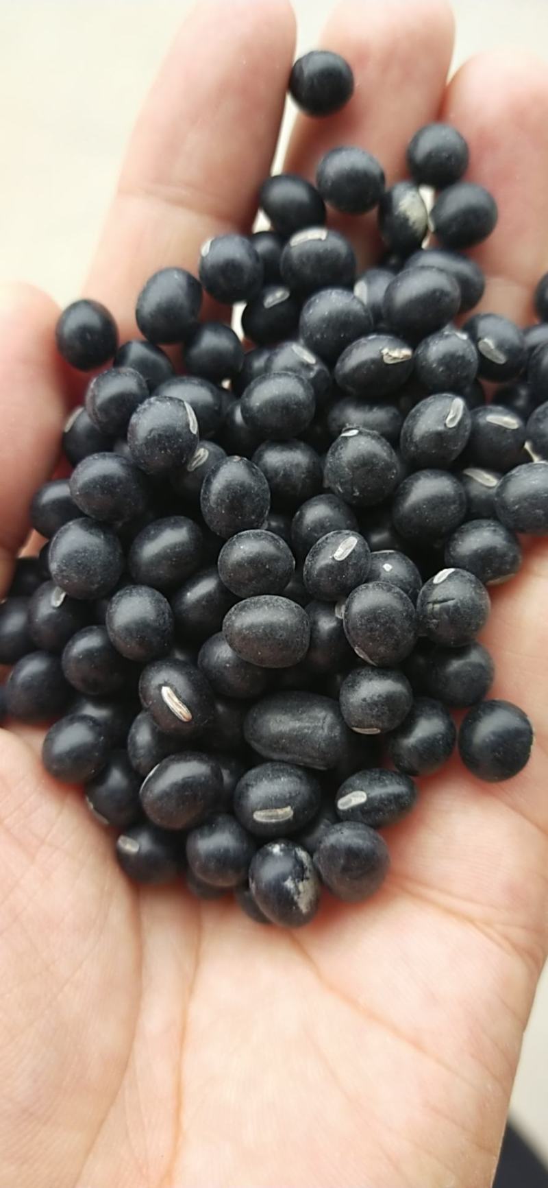黑豆青仁黑豆大青仁黑豆黑豆黄仁50斤装