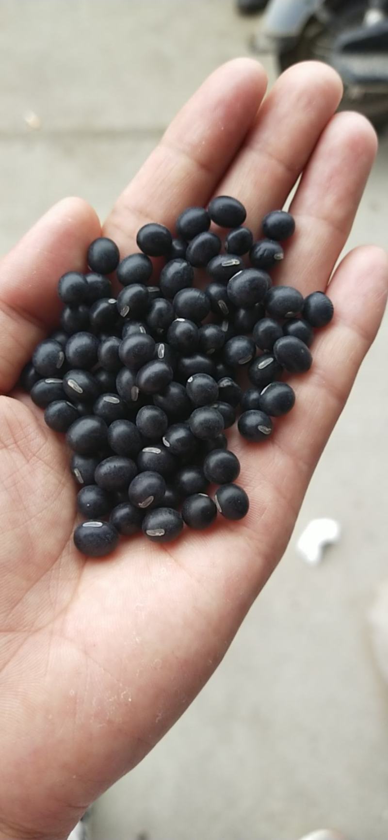 黑豆青仁黑豆大青仁黑豆黑豆黄仁50斤装