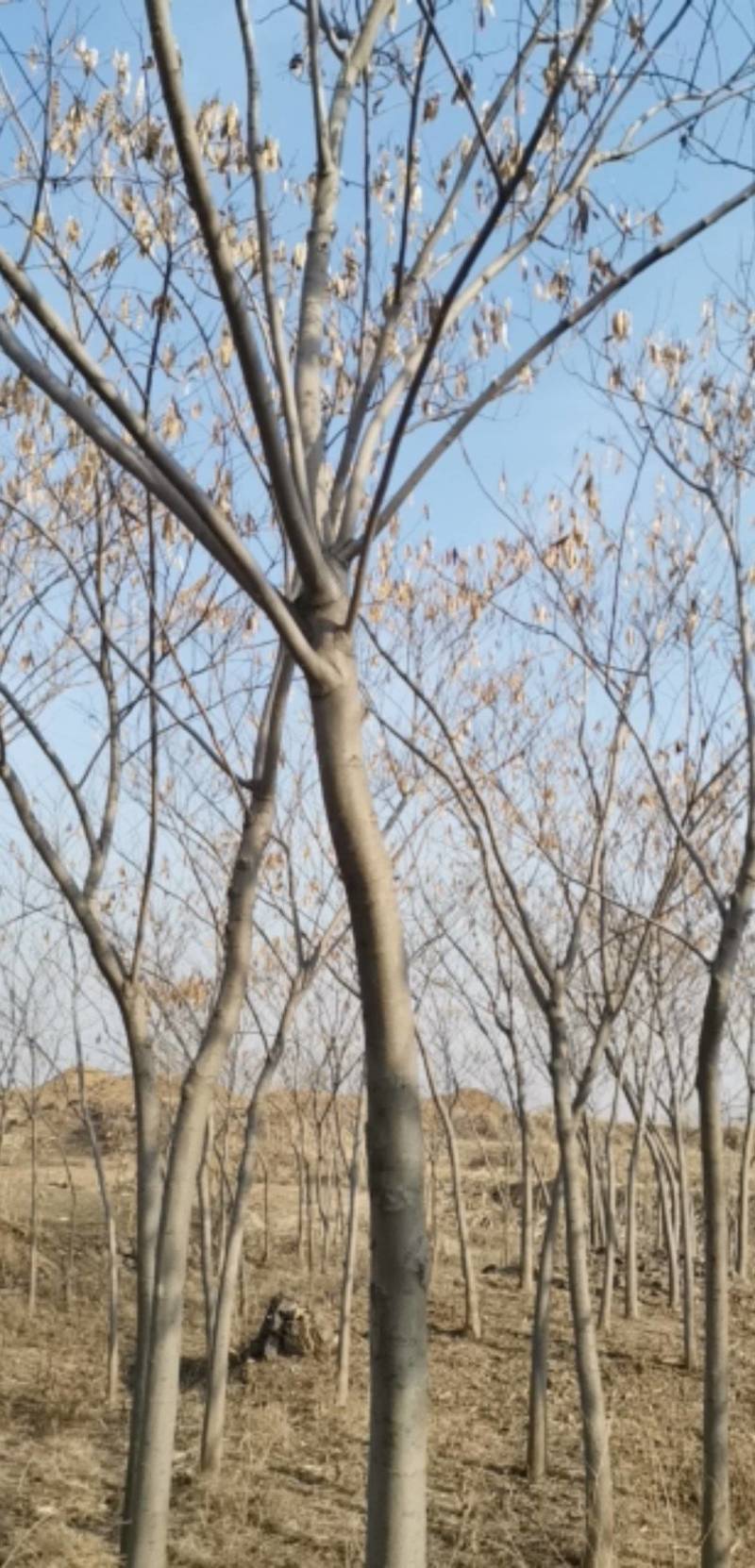 优质绿化树合品良好，成活率高