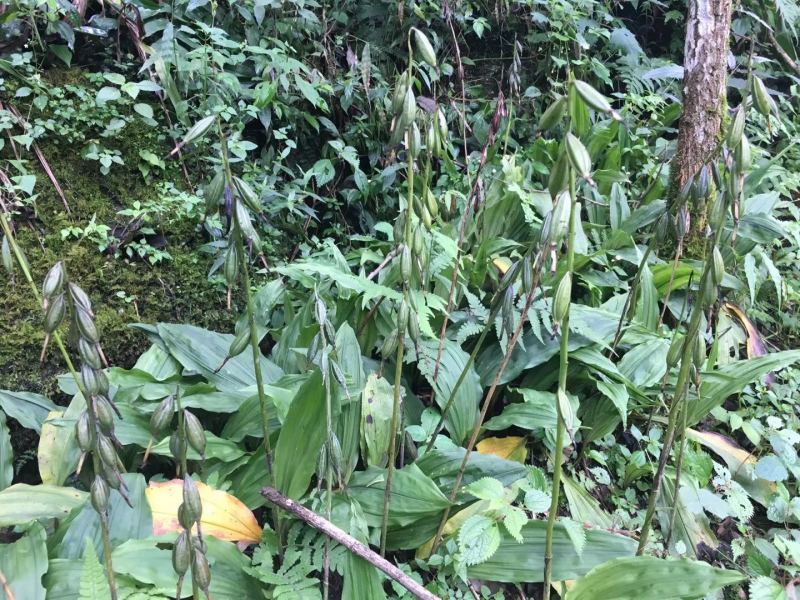 优质高产四川宽叶山慈姑苗