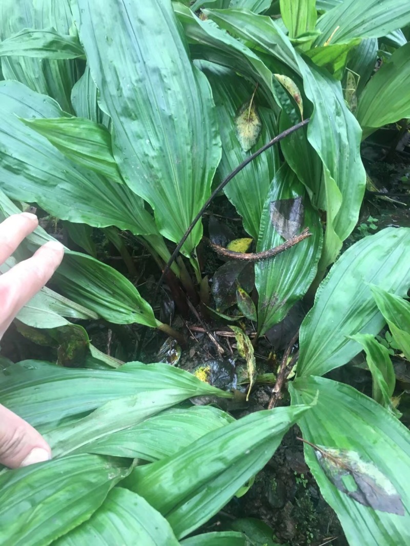优质高产四川宽叶山慈姑苗