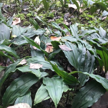 优质高产四川宽叶山慈姑苗