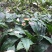 优质高产四川宽叶山慈姑苗
