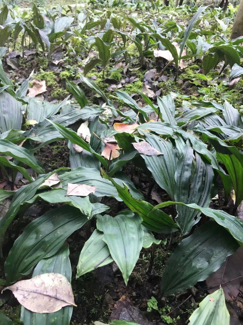 优质高产四川宽叶山慈姑苗