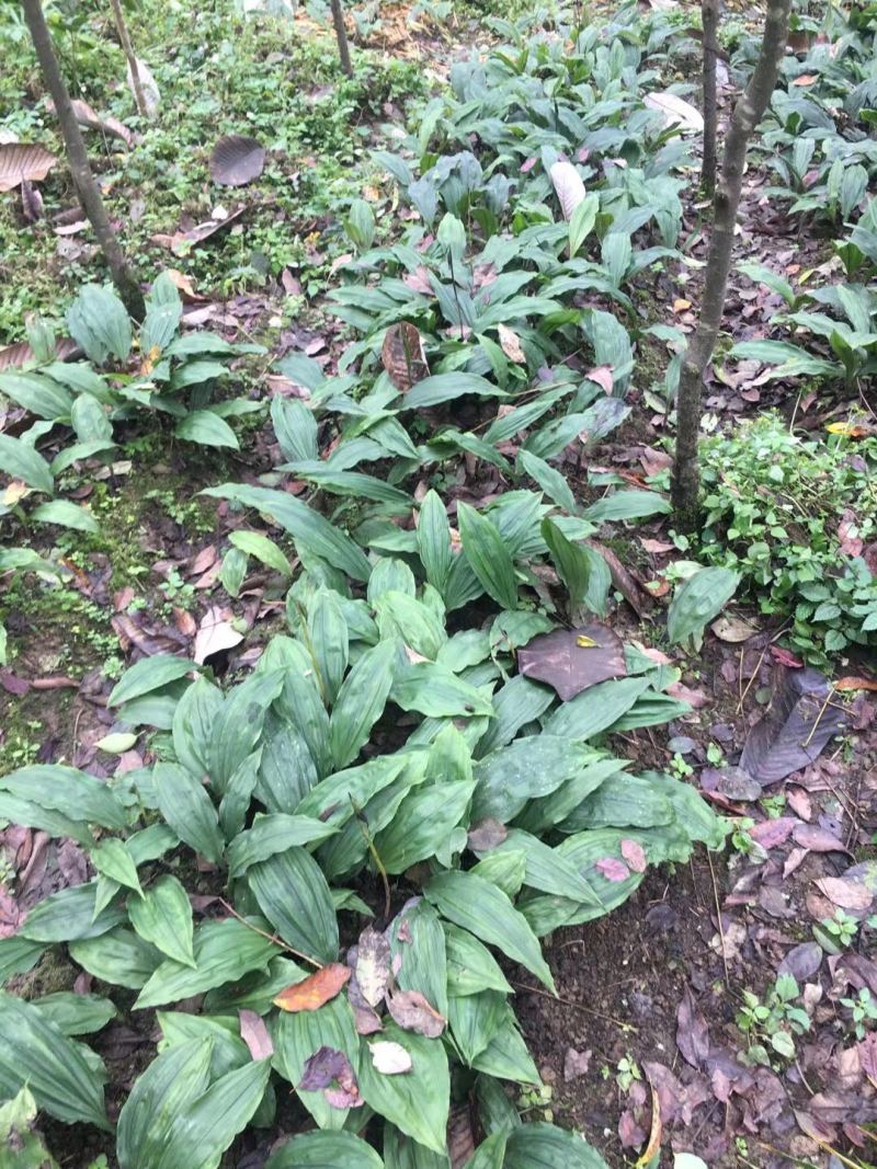 优质高产四川宽叶山慈姑苗