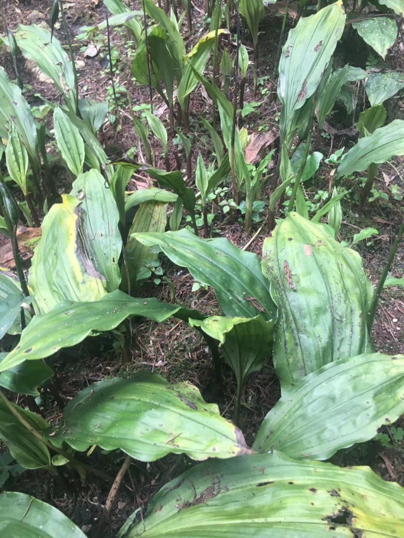 优质高产四川宽叶山慈姑苗