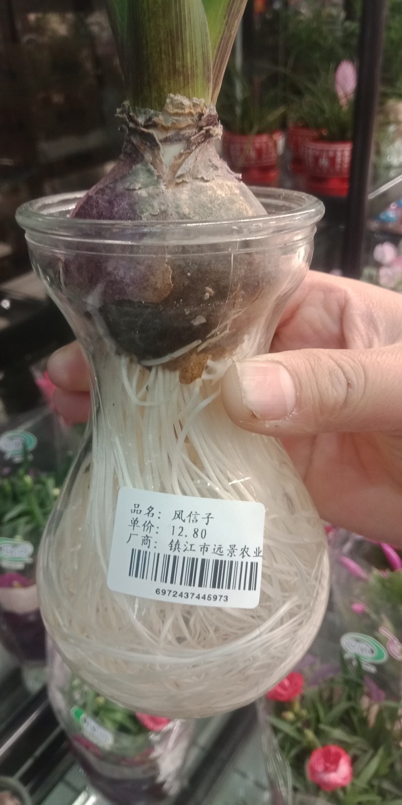 风信子种球可以水培土栽大球6种颜色，下备注颜色，包成活。