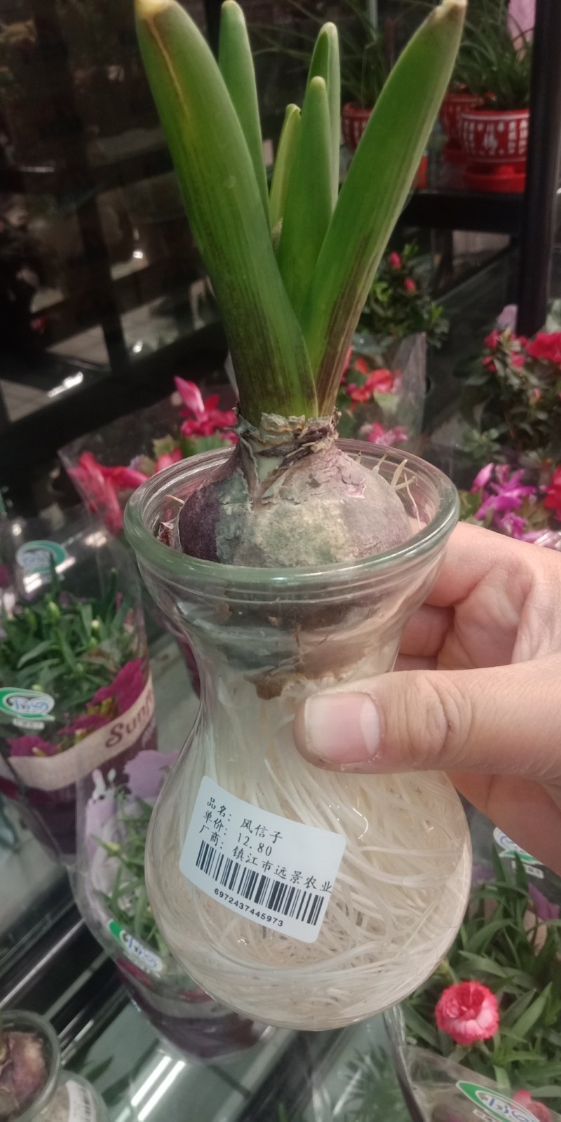 风信子种球可以水培土栽大球6种颜色，下备注颜色，包成活。