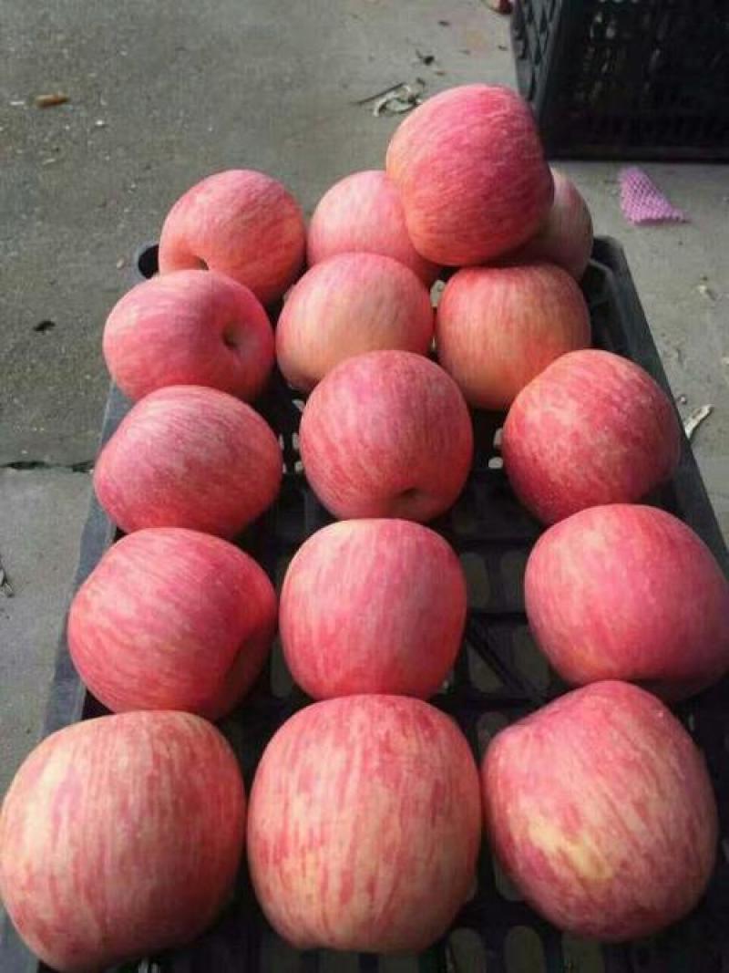 精品红富士苹果冷库冰糖心苹果条纹片红苹果支持电商代发