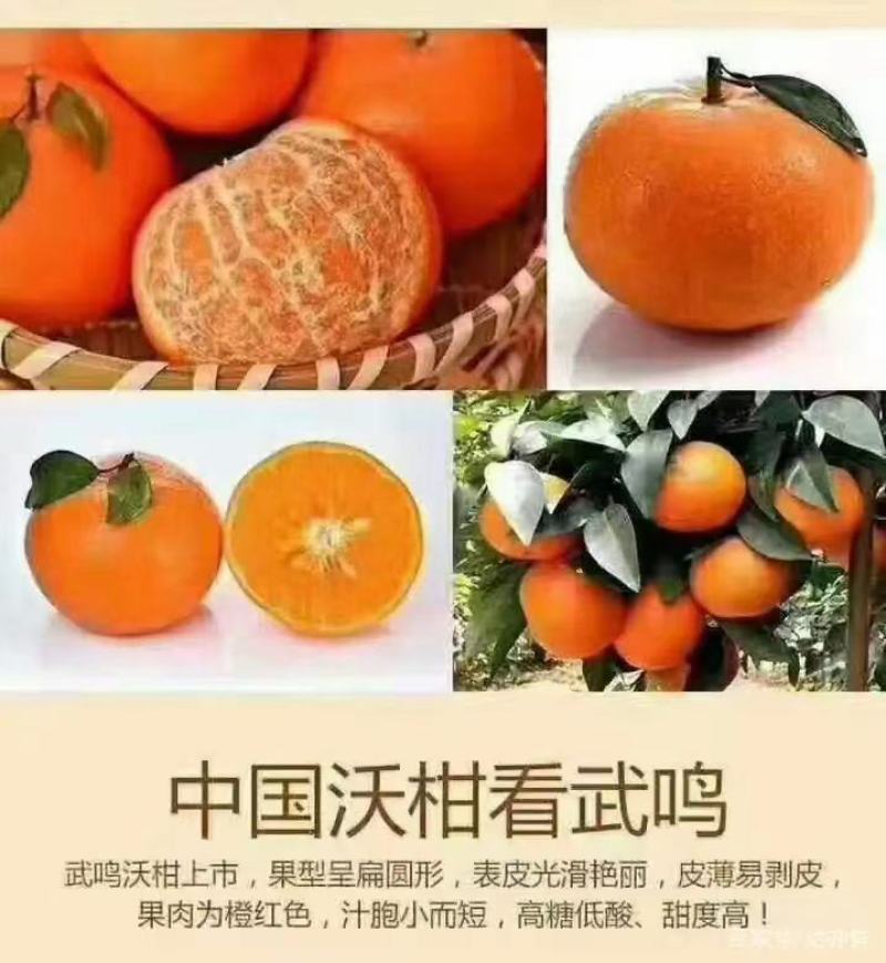 沃柑产地直供一手货源看货采摘保质保量