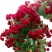 红木香花爬藤四季红木香苗黄木香黄木香苗【带土带花包邮发货