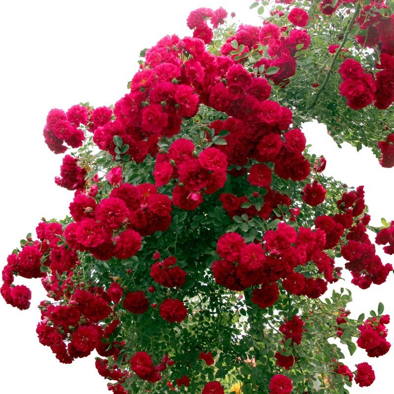 红木香花爬藤四季红木香苗黄木香黄木香苗【带土带花包邮发货