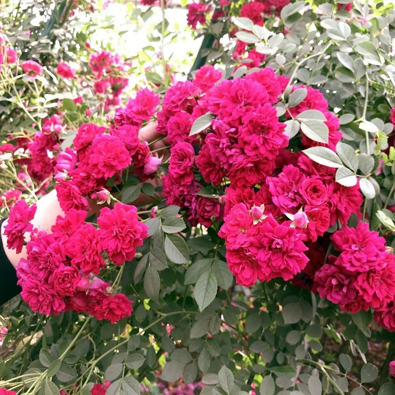 红木香花爬藤四季红木香苗黄木香黄木香苗【带土带花包邮发货