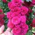 红木香花爬藤四季红木香苗黄木香黄木香苗【带土带花包邮发货
