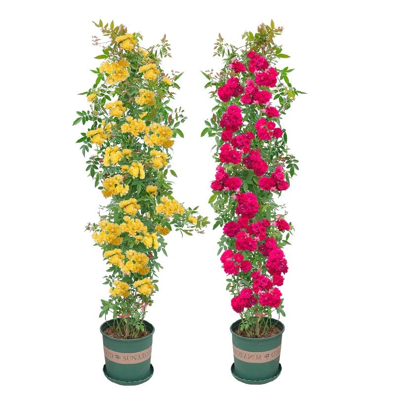 红木香花爬藤四季红木香苗黄木香黄木香苗【带土带花包邮发货