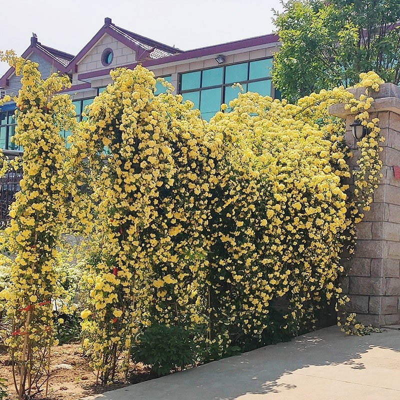 红木香花爬藤四季红木香苗黄木香黄木香苗【带土带花包邮发货