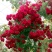 红木香花爬藤四季红木香苗黄木香黄木香苗【带土带花包邮发货