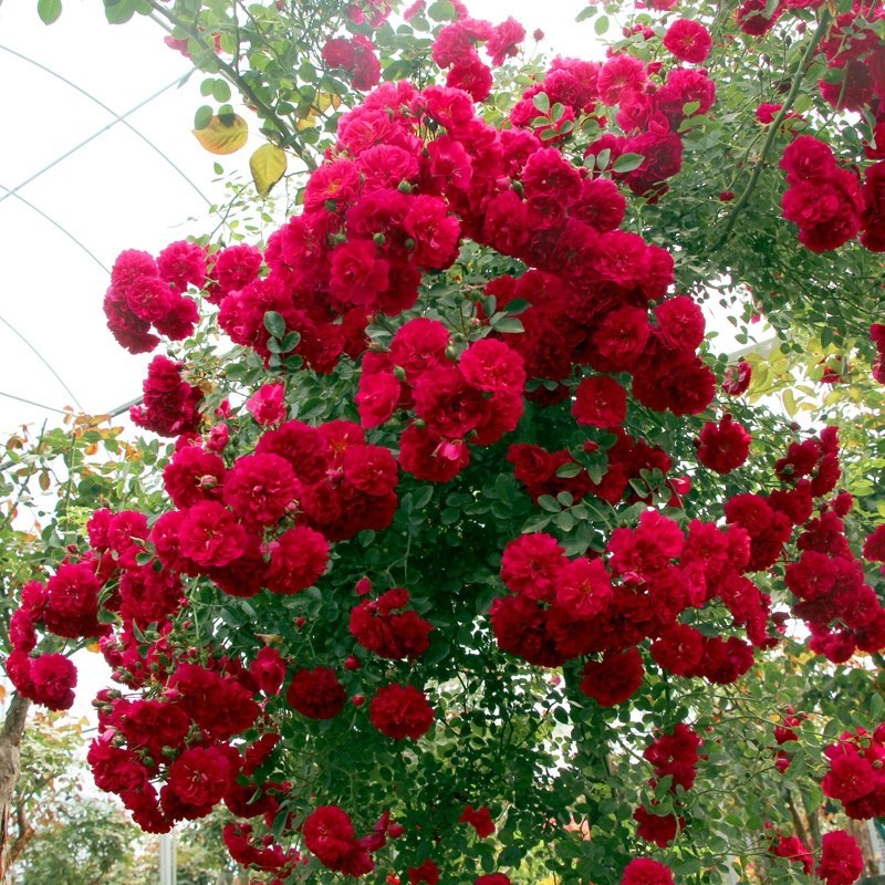 红木香花爬藤四季红木香苗黄木香黄木香苗【带土带花包邮发货