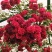 红木香花爬藤四季红木香苗黄木香黄木香苗【带土带花包邮发货