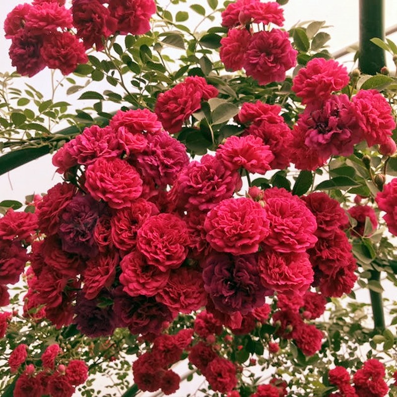 红木香花爬藤四季红木香苗黄木香黄木香苗【带土带花包邮发货