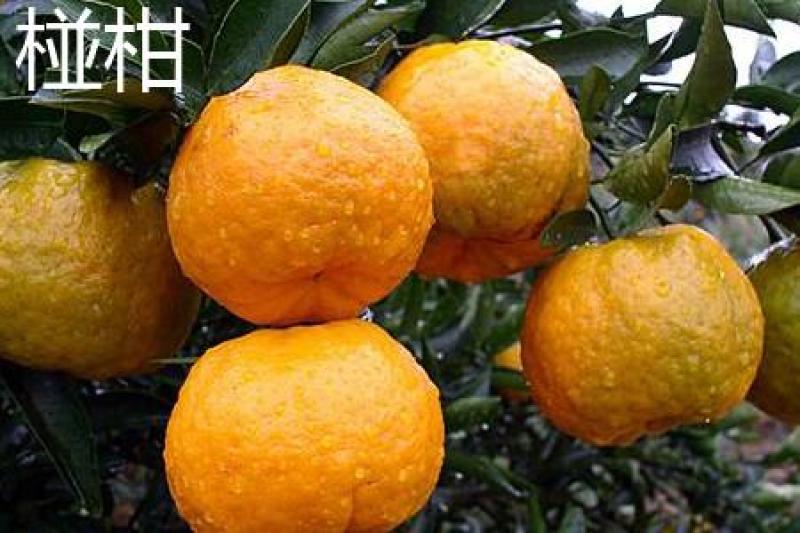 椪柑苗，柑橘苗，新品种无剌椪柑苗，果大味甜。