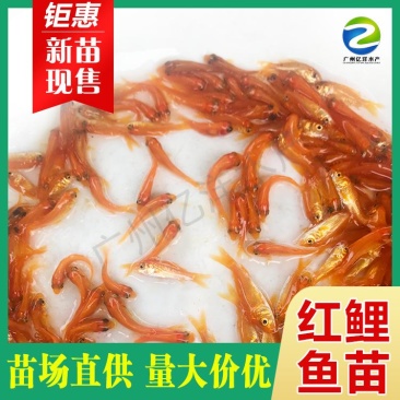 红鲤鱼苗兴国红鲤鱼金丝红鲤鱼量产供应质量保证