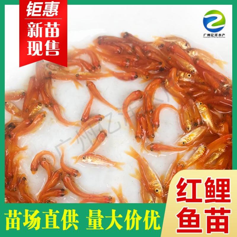 红鲤鱼苗兴国红鲤鱼金丝红鲤鱼量产供应质量保证